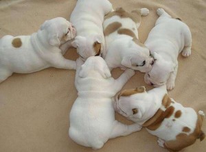 Adorable English Bulldog Puppies