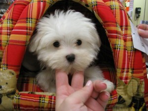 Two Miniature Maltese Puppies