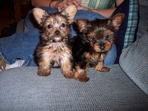 Yorkie Puppies for Free Adoption