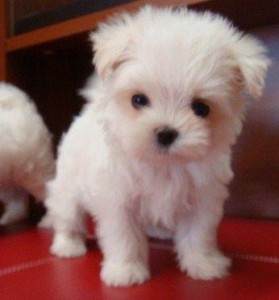 Sweet Lovely Maltese Available