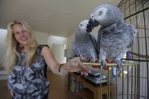 Congo African Greys for Adoption