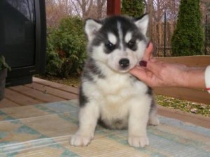 Siberian Husky for Free