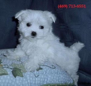 Teacup Maltese Puppies for Sale