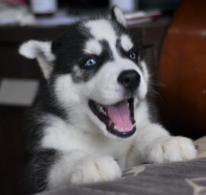 AKC-registered Siberian Husky pups