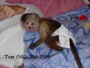 Playful Capuchin Monkey