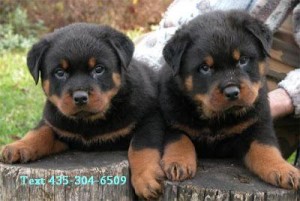 Rottweiler Puppies Available