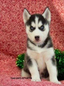 Blue Eyes Siberian Husky Puppies are Now Available