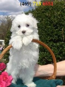 Charming Maltese Puppies for Sale