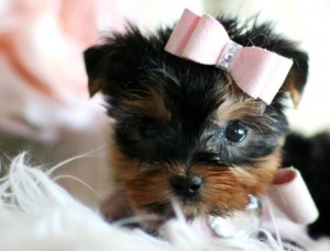 Registered Teacup Yorkie for Adoption