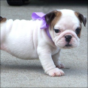 AKC English Bulldog Pups