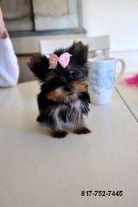 Adorable Toy-size Yorkie