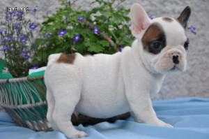 Super Cute French Bulldog Puppies Available