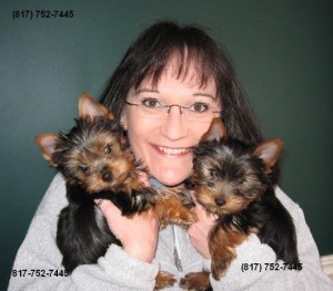 Adorable Teacup Yorkies