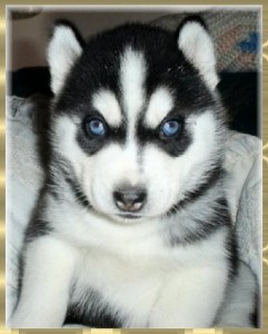 Two Siberian Husky Puppies