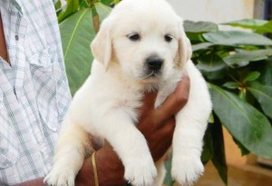 Golden Retriever Puppies