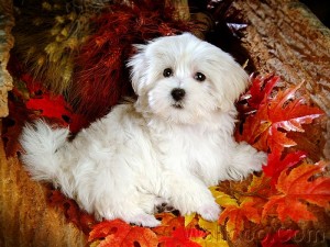 Fantastic Maltese Puppies for Sale