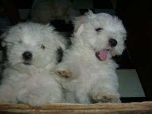 Looking for a Maltese puppy