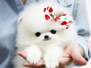 Pomeranian Puppy Available