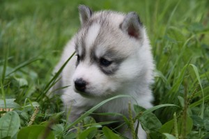Purebred Siberian Husky Puppies Ready for Christmas!