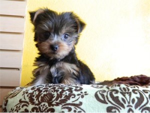 Teacup Yorkie Puppies for Re-homing