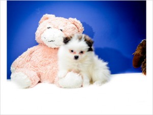 Beautiful Black Male Pomeranian