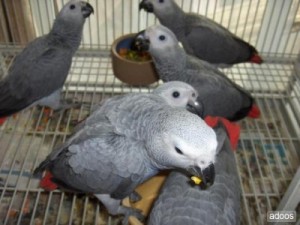 Awesome African Gray Congo + Cage