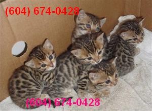 I have 2 F5 Savannah kittens for sale.