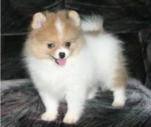 Super cute Pomeranian Puppies Available