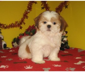 White &amp; Brindle Female Shih Tzu