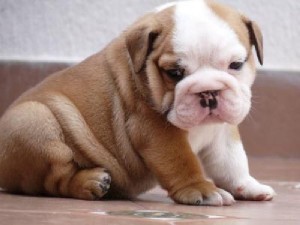 English Bulldog Puppy