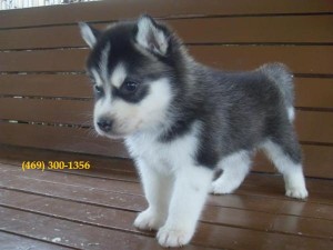 Well Socialized Siberian Husky Puppies