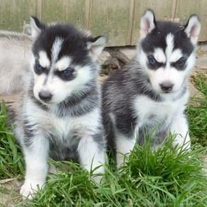 Siberian Husky Puppy