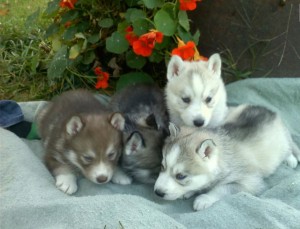 Siberian Husky Puppies for Adoption