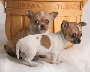 Chihuahua Pups X-Mass