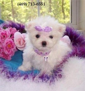 Maltese Puppies Wanting a Home