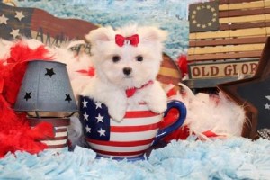 Playful Teacup Maltese Puppies for Sale