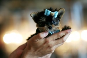 Female Yorkie Puppies