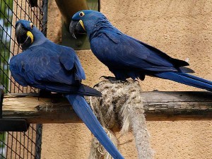 X-Mas Hyacinth Macaw Parrots