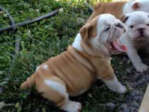 Adorable English Bulldog Pups Available!