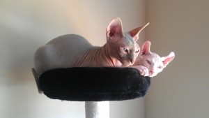 Red Sphynx Males Kittens Available