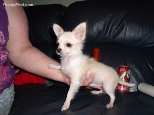 CHIHUAHUA NEEDS NEW HOME ASAP