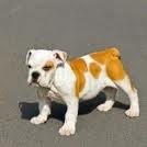 BEAUTIFUL ENGLISH BULLDOG PUPPY