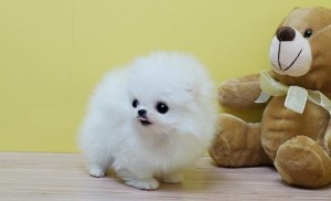 Pomeranian Puppy for Adoption