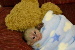 Capuchin Monkey for Adoption