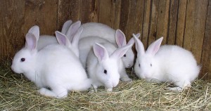 Rabbits Available for Sale