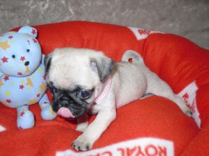 Cute and Adorable Pug Puppies for Sale