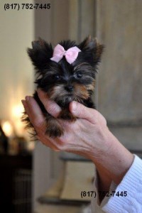 TINY TOY-SIZE YORKIE PUPPY FOR SALE