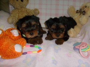 Yorkshire Terrier Male Puppy for Sale