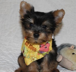 XMass Teacup Yorkie for Free Re-homing