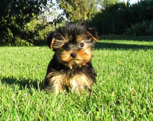 Yorkshire Terrier for Sale